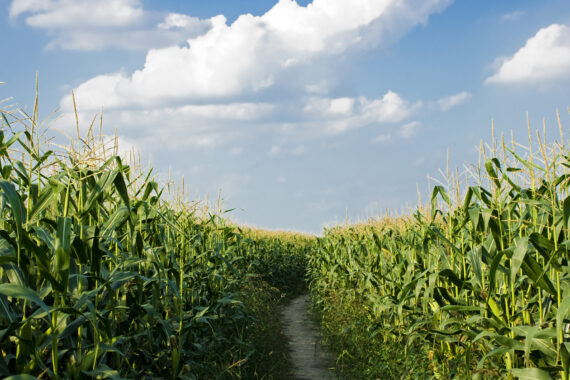 corn with a path on a partly cloudy summer day