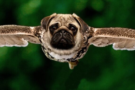 Photoshop of birds body and a pug's face
